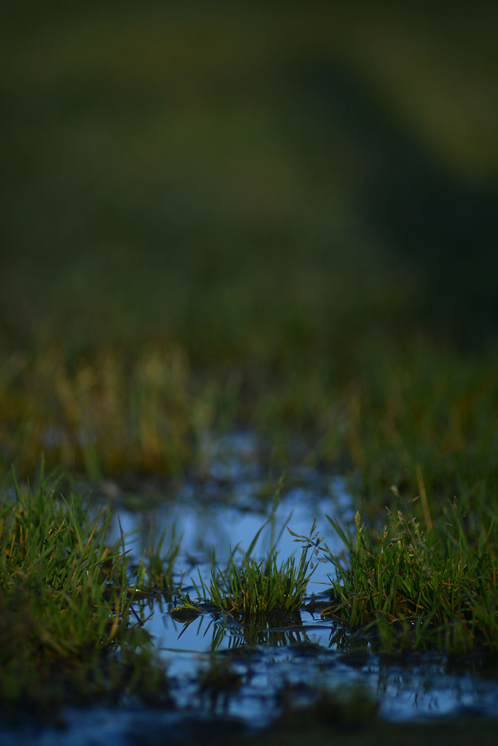Pooled water had created a small swampy area